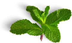 mint TEA DREAMS - Ingredient